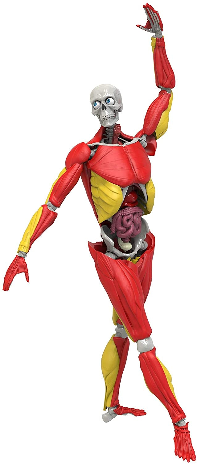 Interactive Human Body