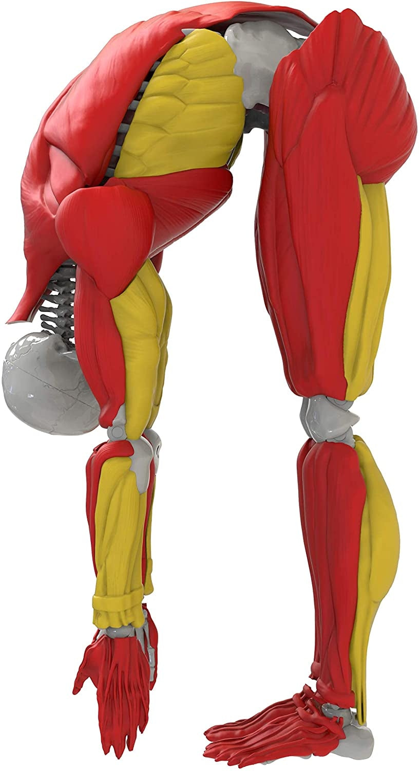 Interactive Human Body